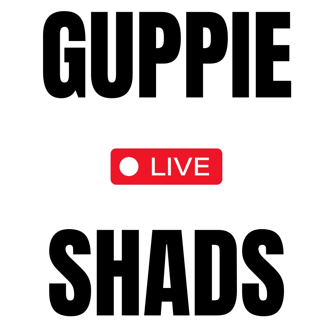 GUPPIE SHAD