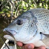 BREAM BUNDLE